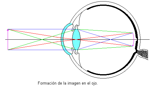 Formación de la imagen en el ojo.
